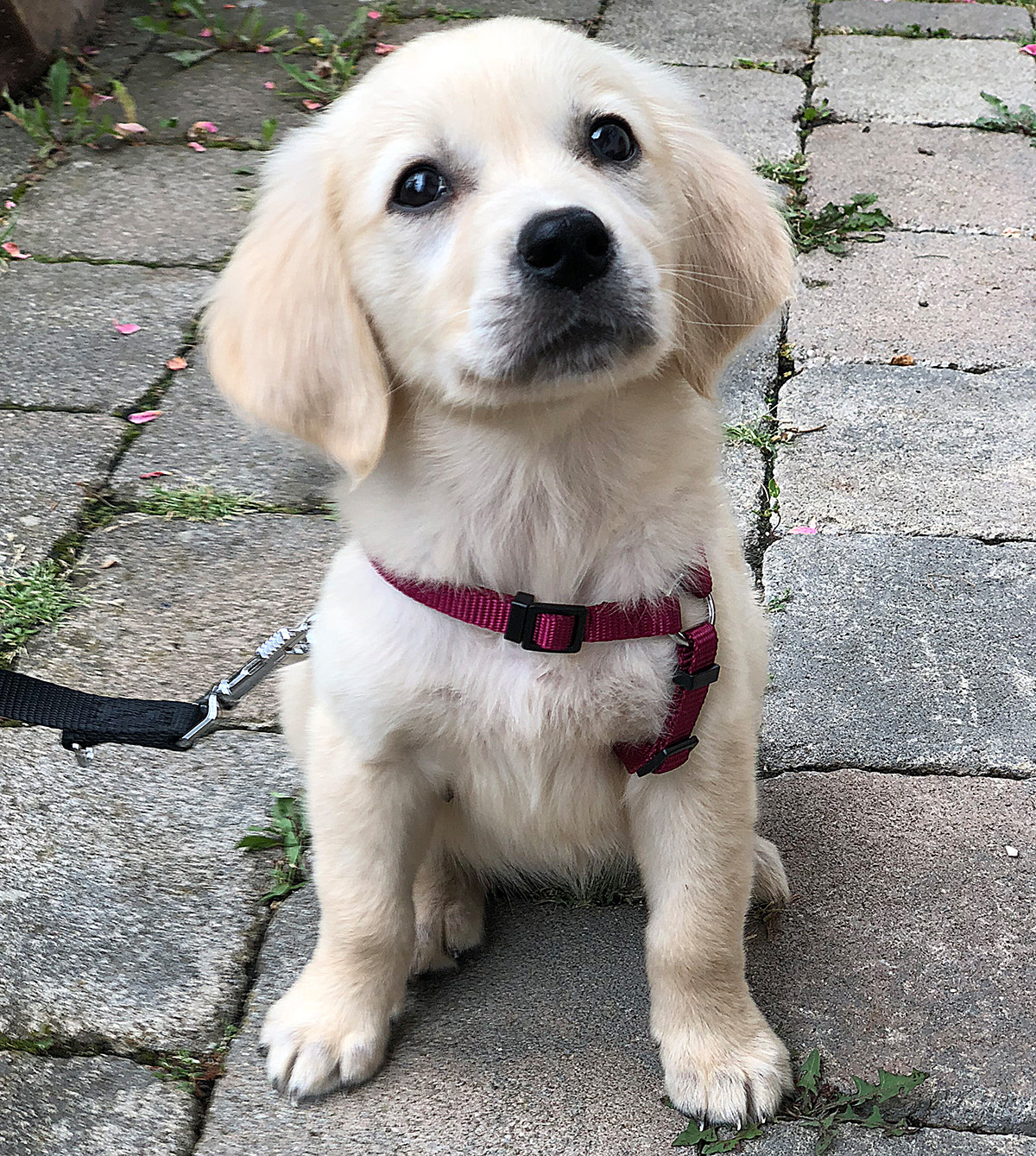 Leni - unser Bürohund